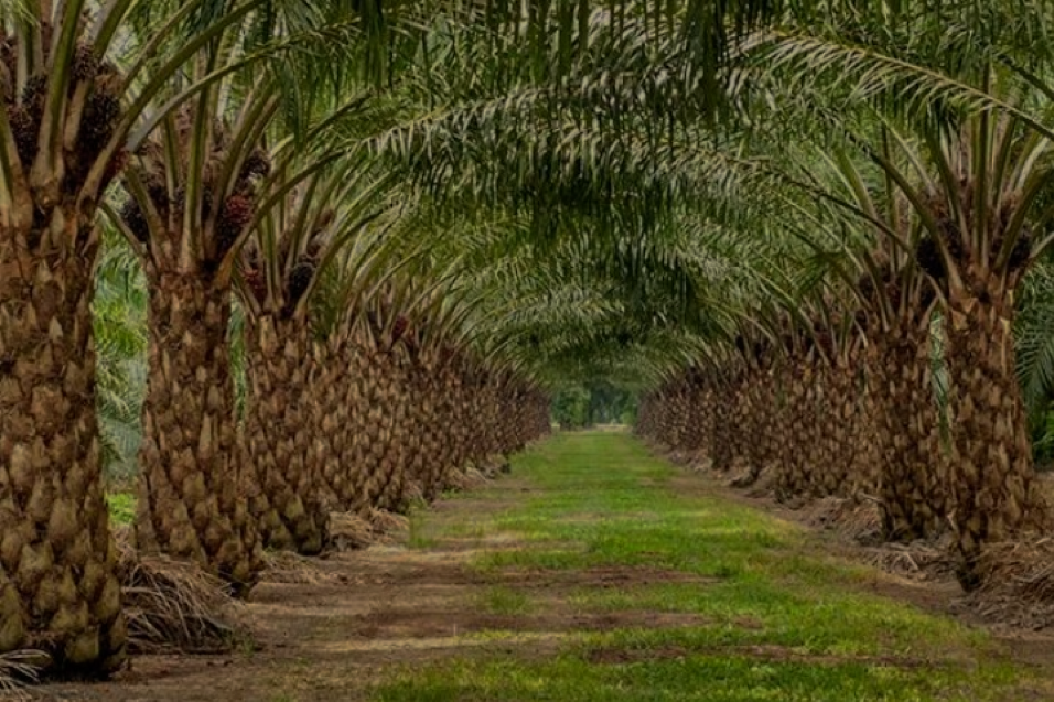 PLANTATION PALMIER A HUILE