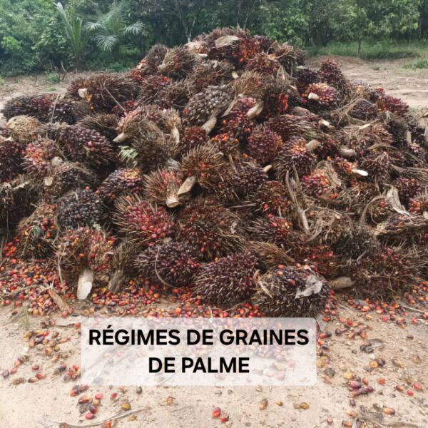 RÉGIMES DE GRAINES DE PALME