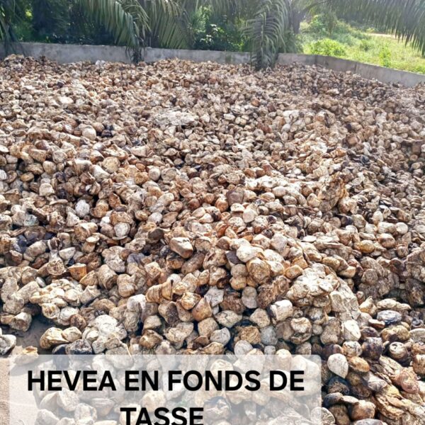 HEVEA EN FONDS DE TASSE