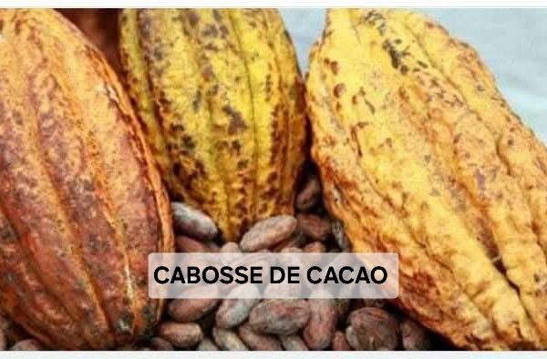 CABOSSE DE CACAO