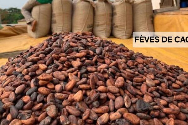 FÈVES DE CACAO